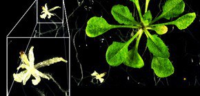 Protein Traffic in Plant Cells: Chloroplast Protein Translocon Revealed