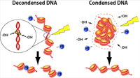 Compacted chromatin found to be highly resistant to radiation and/or chemical agent damage