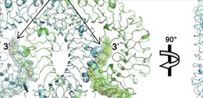 How Protein Recognizes Invading Pathogens in Innate Immune Reaction Clarified
