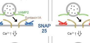 Schematic diagrams showing the roles of SNAP23 in pancreatic β cells