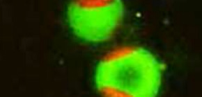 Artificial Fluorescent Membrane Lipid Shows Active Role in Living Cells
