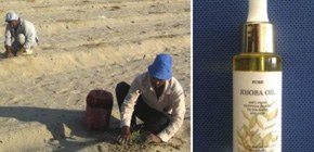 Proliferation and breeding methods of drought-resistant jojoba developed