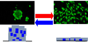 Monolayer/spheroid cell culture switching method using ureido polymer solution developed