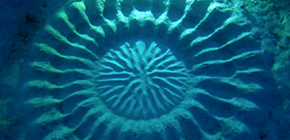 Mystery of circles on the sea bed uncovered