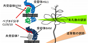 Dual control: plant peptide hormone generates distinct cell structures for water flow