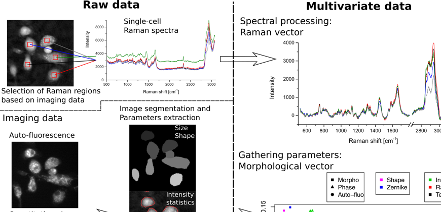 Non-invasive microscopy detects activation state and distinguishes between cell types