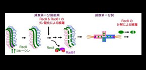 Mechanism behind suppressing formation of aneuploid gametes clarified