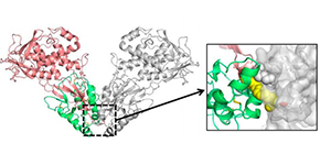 Crystal structure of Wnt proteins involved in the development of various diseases unveiled