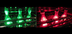 Controlling cellular metabolic flux by light illumination