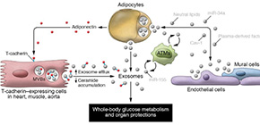 Metabolic regulation by adipose tissue via adiponectin and exosomes