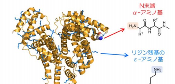 Simple N-terminal modification of proteins