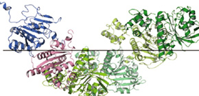 ゲノム安定化を担う新しいタンパク質複合体の同定に成功