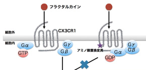 世界初 ミクログリア特異的分子CX3CR1の遺伝子変異と精神障害の関連を同定