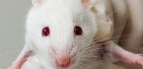 苦痛軽減を考慮したアトピー性皮膚炎様症状を示すマウス開発