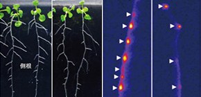 根が適切な間隔で分岐する仕組みに働く植物ペプチドを発見