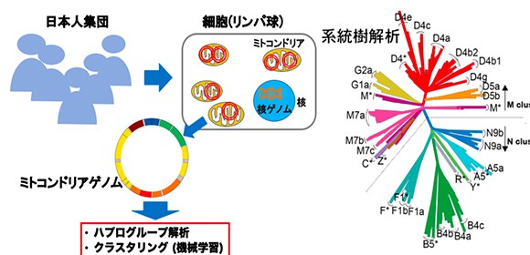 独自のゲノムをもつミトコンドリアの日本人集団における特徴を明らかに