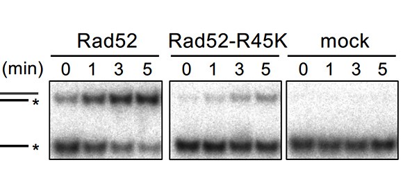 「がん遺伝子」として働くのか？組換え酵素 Rad52 が染色体異常を引き起こすことを発見