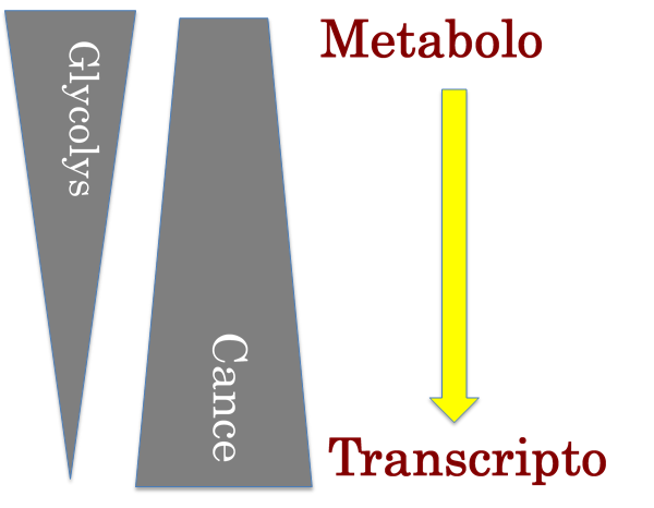 Cancer and metabolism
