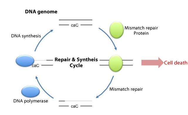 DNA cycle