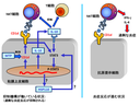 20140407_1_fig1.png