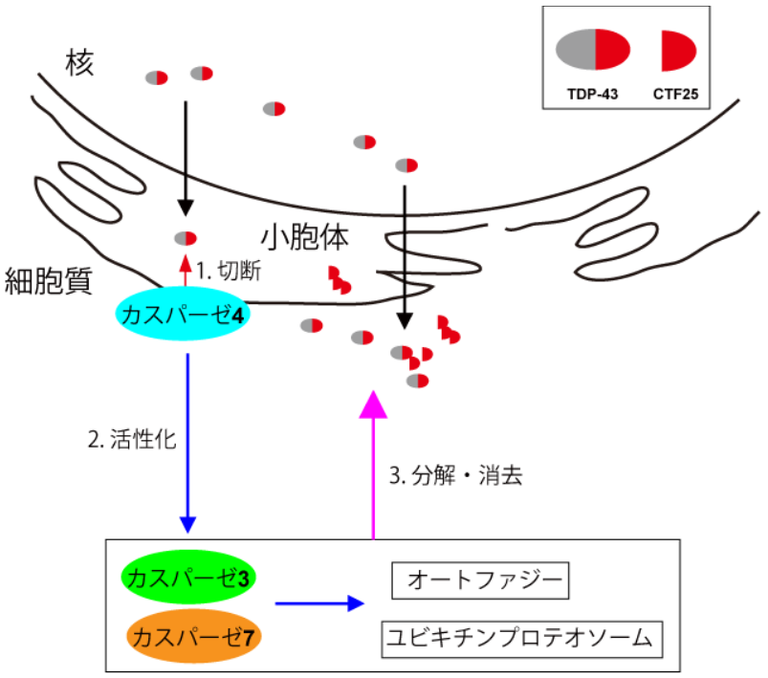 20150129_1_fig3.PNG