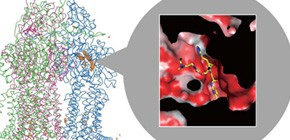 Clarification of structure of multidrug efflux proteins bound to inhibitors 