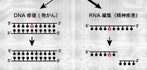 Discovery of RNA cleavage enzyme involved in RNA-editing 