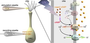 Mechanism of cork taint in wine clarified 