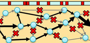 New screening method greatly facilitates production of desirable metabolites in microbes 