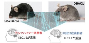 Identification of a significant modifier of the amount of amyloid-ß (Aß) peptide, strongly implicated in Alzheimer's disease, that accumulates in the brain of Alzheimer's patients.