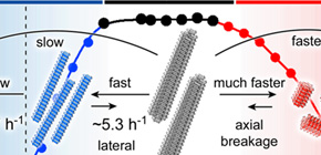 Basic properties of amyloid fibrils causing Parkinson's disease clarified