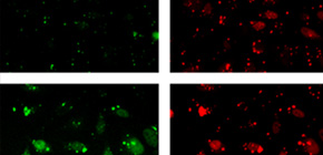 Cellular ability to repair damaged DNA successfully visualized