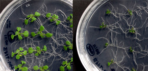 Mechanisms by which Plants Repress Growth under Osmotic Stress