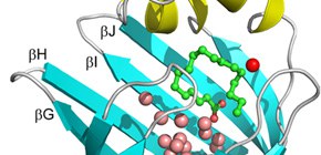 Proteins Recognize the Various Lengths of  Fatty Acids Using a Water Cluster