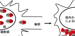 Elucidation of the Mechanism Underlying the Initiation of the Clearance of TDP-43