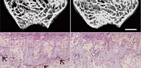 Biological System for Fate Determination  of Macrophages Elucidated