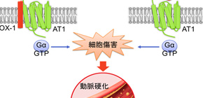 New mechanism of the receptor important for regulating blood pressure to damage arterial wall unveiled