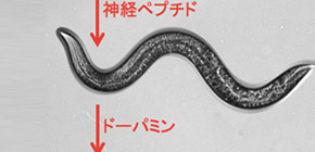 Complicated mechanisms for learning and memory partially elucidated