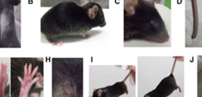 Mouse Evolution Project reveals germline mutation rates and the long-term phenotypic effects of mutation accumulation