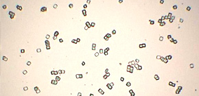 Successful determination of crystal structures by using sulfur atoms of proteins at SACLA