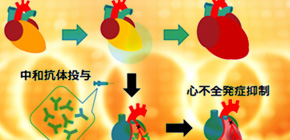 Pathogenic mechanism of cardiac failure after acute myocardial infarction clarified