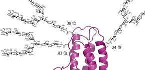 Glycoproteins prepared through precision chemistry, elucidating erythropoietin sugar chains