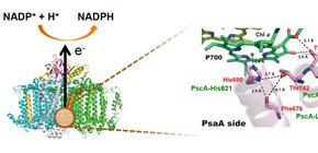 Principle of energy conversion via photosynthesis verified