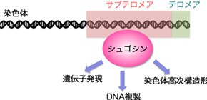 A function of the chromosomal terminus vital for human health discovered