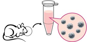 A method for isolating olfactory receptors responding to specific odorants developed