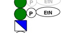 Genetic cause for intellectual disability discovered