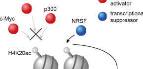 The discovery of a totally new kind of “mark” in human cell nucleus