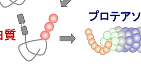 New hepatitis C virus mechanism elucidated