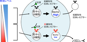 Mechanism for inducing memory B cell differentiation elucidated