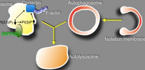 Functions of gene causing brain abnormality clarified